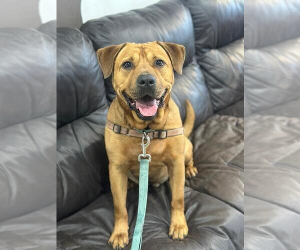Medium Photo #7 Labrador Retriever-Unknown Mix Puppy For Sale in Pompano Beach , FL, USA