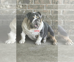 Small Photo #1 English Bulldog Puppy For Sale in LUBBOCK, TX, USA