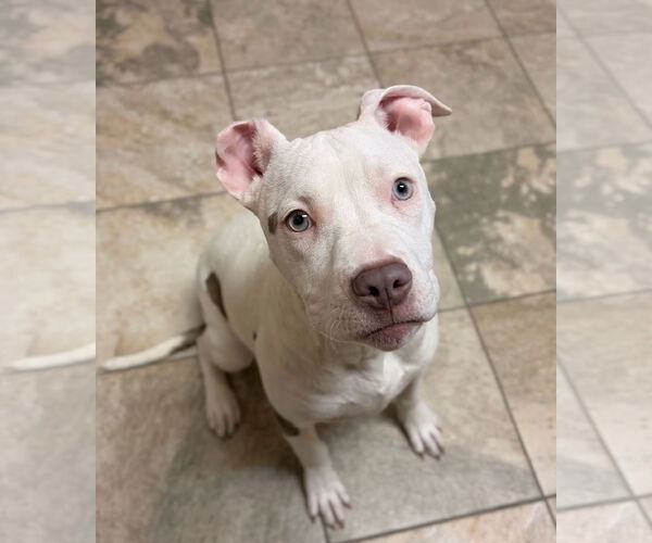 Medium Photo #2 Mutt Puppy For Sale in Jefferson, WI, USA