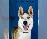 Small #1 Siberian Husky