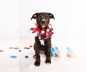 American Staffordshire Terrier-Unknown Mix Dogs for adoption in McKinney, TX, USA