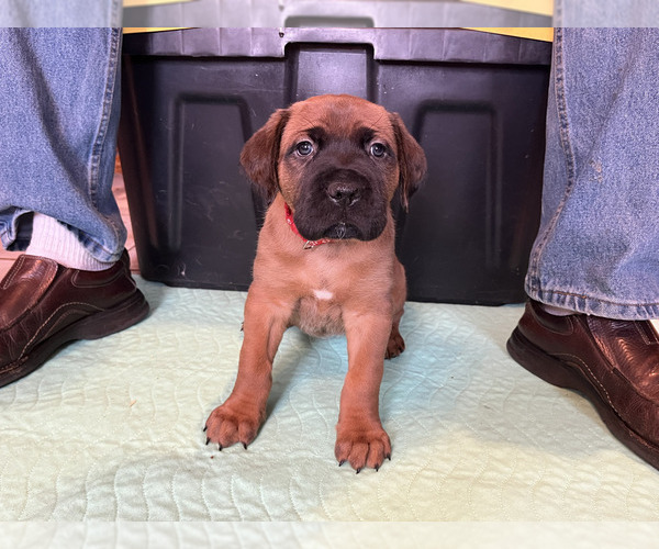Medium Photo #5 Boerboel-Cane Corso Mix Puppy For Sale in MARION, OH, USA