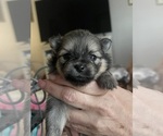 Small Photo #7 Pomeranian Puppy For Sale in RUTLEDGE, PA, USA