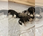 Small Photo #3 Alaskan Malamute Puppy For Sale in GROTTOES, VA, USA