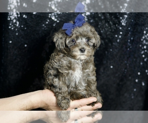 Medium Photo #79 Morkie Puppy For Sale in WARSAW, IN, USA