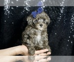 Small #2 Morkie