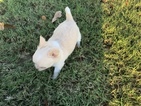 Small Photo #12 Chihuahua Puppy For Sale in CHARLESTON, SC, USA