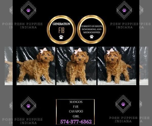 Medium Photo #38 Cavapoo Puppy For Sale in WARSAW, IN, USA