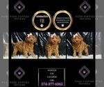 Small Photo #38 Cavapoo Puppy For Sale in WARSAW, IN, USA