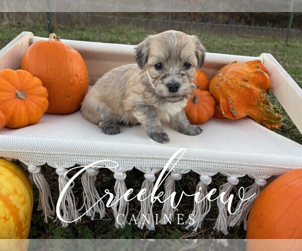 Medium Photo #5 Havanese Puppy For Sale in NIANGUA, MO, USA