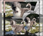 Small #1 Sheepadoodle