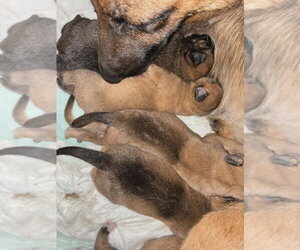 Flower Patch Litter Primrose - Located in TX - Female Mutt Dog for Adoption - Photo #6