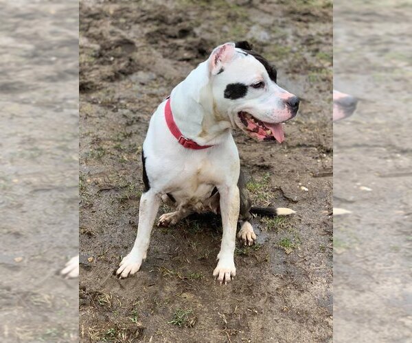 Medium Photo #9 American Pit Bull Terrier-Unknown Mix Puppy For Sale in Landenberg, PA, USA