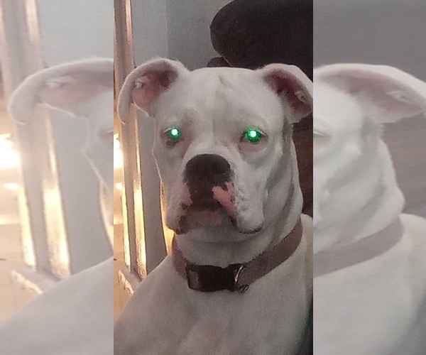 Medium Photo #1 Boxer Puppy For Sale in WILDWOOD, FL, USA