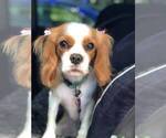 Small Photo #1 Cavalier King Charles Spaniel Puppy For Sale in CLEARWATER, FL, USA