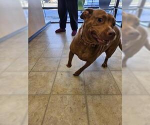 Mutt Dogs for adoption in Norfolk, VA, USA