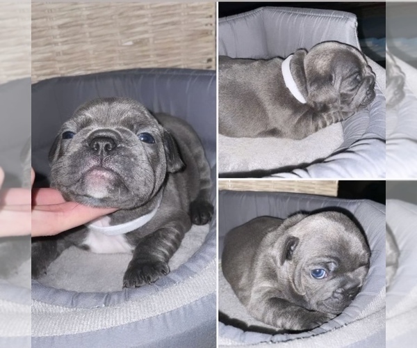 Medium Photo #2 French Bulldog Puppy For Sale in GRAHAM, WA, USA