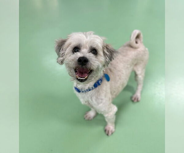 Medium Photo #4 Shih Apso Puppy For Sale in phoenix, AZ, USA