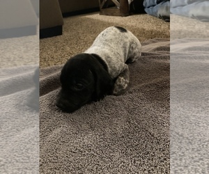 German Shorthaired Pointer Puppy for sale in NEW FRANKEN, WI, USA