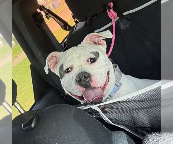 Medium Photo #4 American Bulldog-Unknown Mix Puppy For Sale in Lakewood, CO, USA