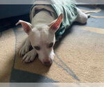 Small #12 American Pit Bull Terrier-American Staffordshire Terrier Mix