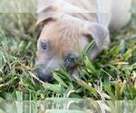 Small Photo #7 American Pit Bull Terrier Puppy For Sale in ROSSVILLE, GA, USA