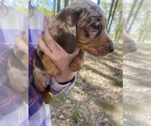 Medium Photo #9 Dachshund Puppy For Sale in DENHAM SPRINGS, LA, USA