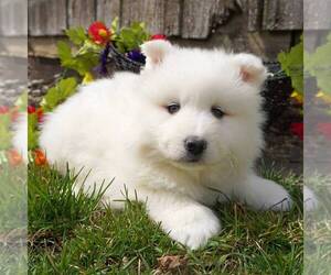 Samoyed Puppy for sale in THORP, WI, USA