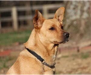 Feist Terrier-Unknown Mix Dogs for adoption in Aurora, IN, USA