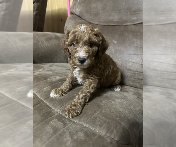 Medium Photo #1 Poodle (Miniature) Puppy For Sale in AKELEY, MN, USA
