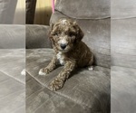 Small Photo #1 Poodle (Miniature) Puppy For Sale in AKELEY, MN, USA