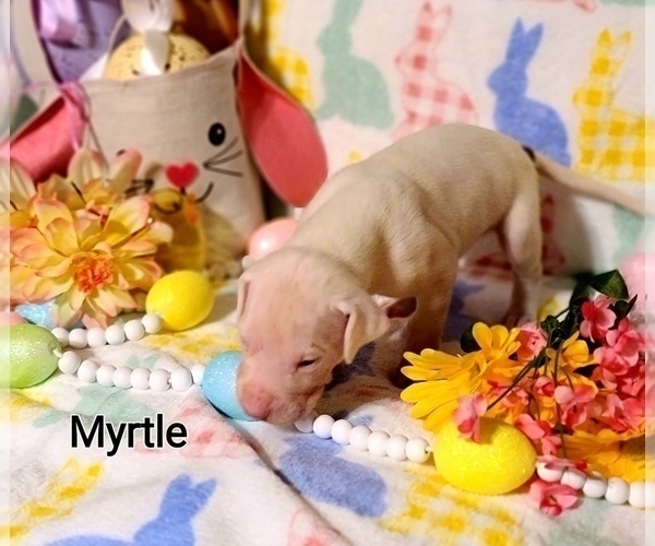 Medium Photo #5 Great Dane Puppy For Sale in CELESTE HINKLE, NC, USA