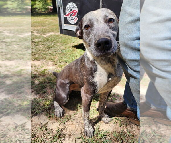 Medium Photo #3 Mutt Puppy For Sale in Canton, CT, USA