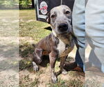 Small #2 Mutt