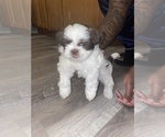 Small Photo #5 Shih Tzu Puppy For Sale in WESTLAND, MI, USA