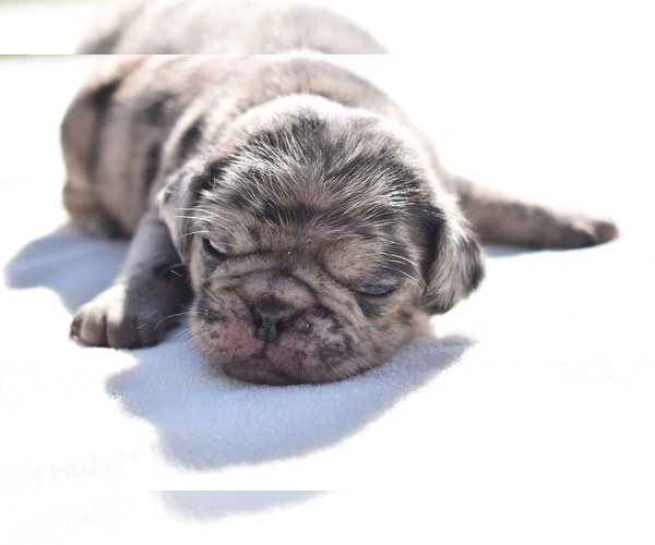 Medium Photo #6 Pug Puppy For Sale in PALM COAST, FL, USA