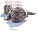 Small #5 Pug