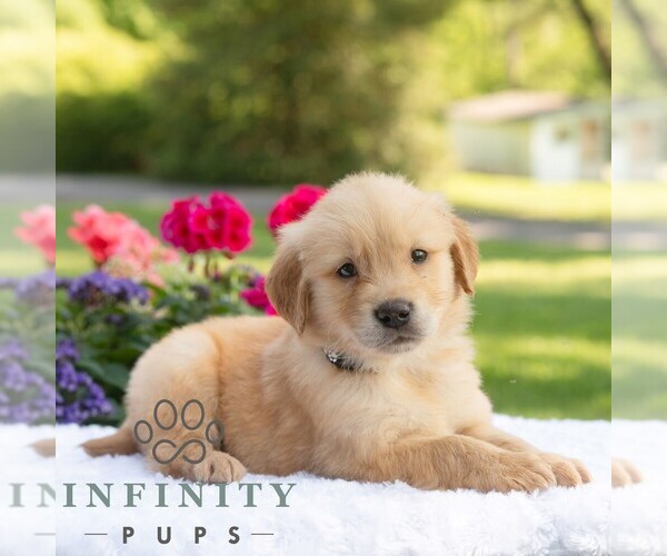 Medium Photo #4 Golden Retriever Puppy For Sale in NEWPORT, PA, USA