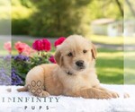 Small #3 Golden Retriever
