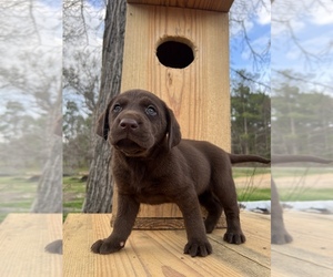 Labrador Retriever Puppy for sale in MAGEE, MS, USA