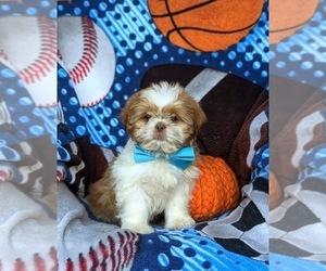 Shih Tzu Puppy for sale in OXFORD, PA, USA