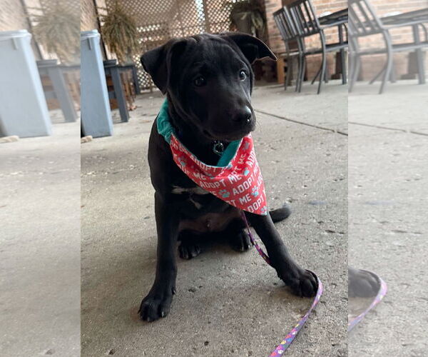 Medium Photo #17 American Pit Bull Terrier-Unknown Mix Puppy For Sale in Germantown, OH, USA