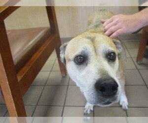 Labrador Retriever Dogs for adoption in Ocala, FL, USA