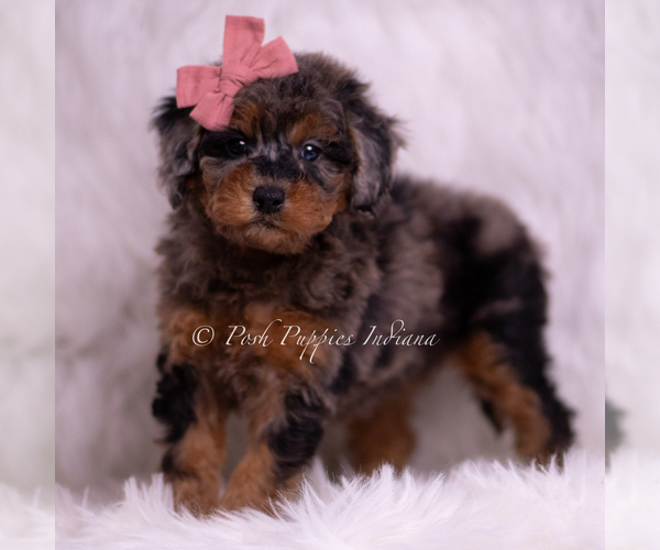 Medium Photo #2 Poodle (Miniature) Puppy For Sale in WARSAW, IN, USA