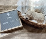 Small #4 Goldendoodle