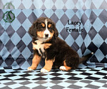 Small Photo #70 Bernese Mountain Dog Puppy For Sale in HARRISONBURG, VA, USA
