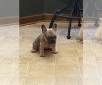 Small Photo #5 French Bulldog Puppy For Sale in STOCKBRIDGE, GA, USA