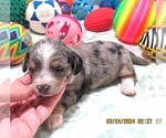 Small #3 Chiweenie-Poodle (Toy) Mix
