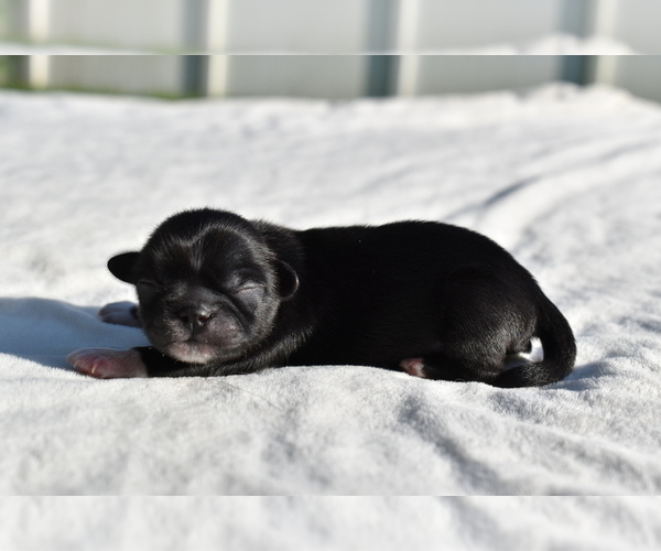 Medium Photo #2 Shih Tzu Puppy For Sale in PALM COAST, FL, USA
