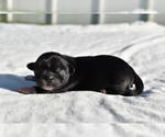 Small #1 Shih Tzu